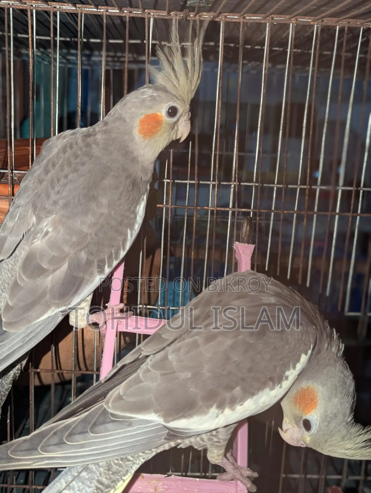 Cockatiel Birds