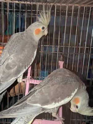 Cockatiel Birds