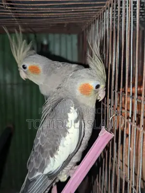 Cockatiel Birds