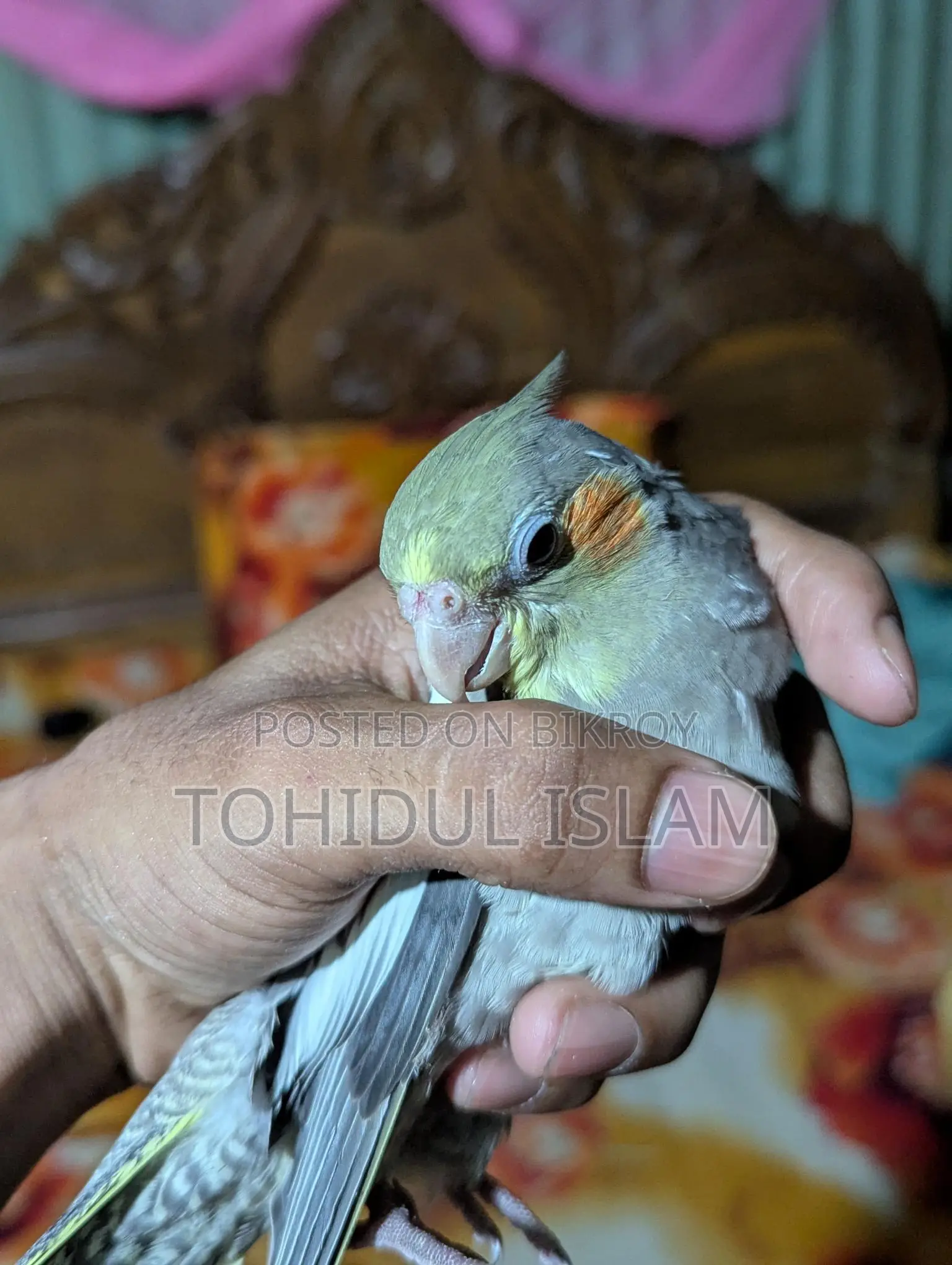 Cockatiel Birds