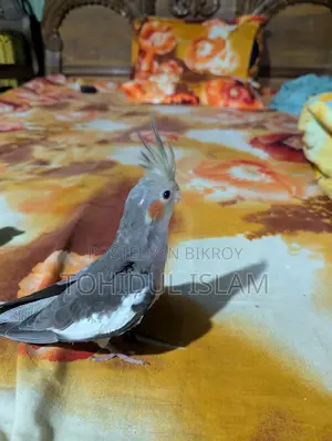 Cockatiel Birds