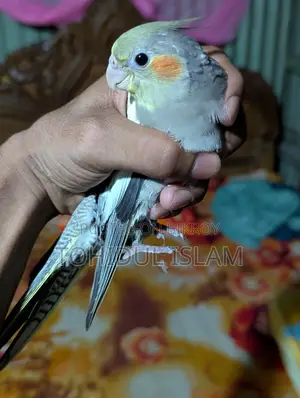 Cockatiel Birds
