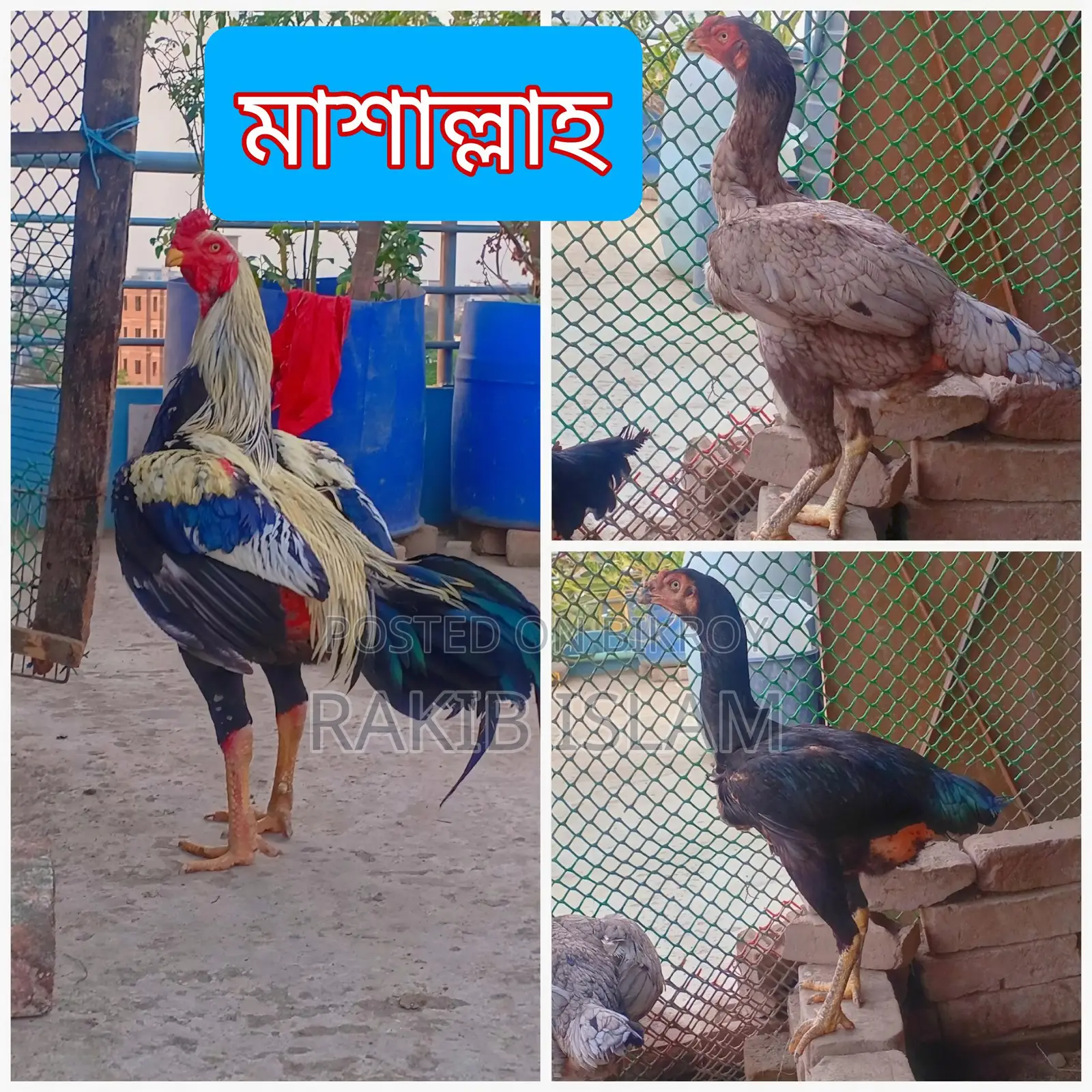 আসিল মুরগির বীজ ডিম