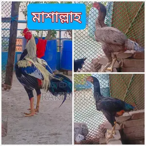 আসিল মুরগির বীজ ডিম