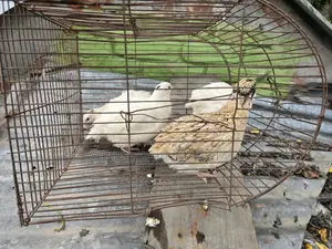 European Giant Coturnix Quail