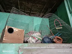 পুরাতন পাখির খাঁচা
