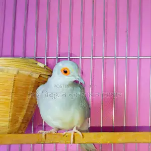 Full Adult Male "Diamond Dove" for Sale. 100% Pure and Healthy