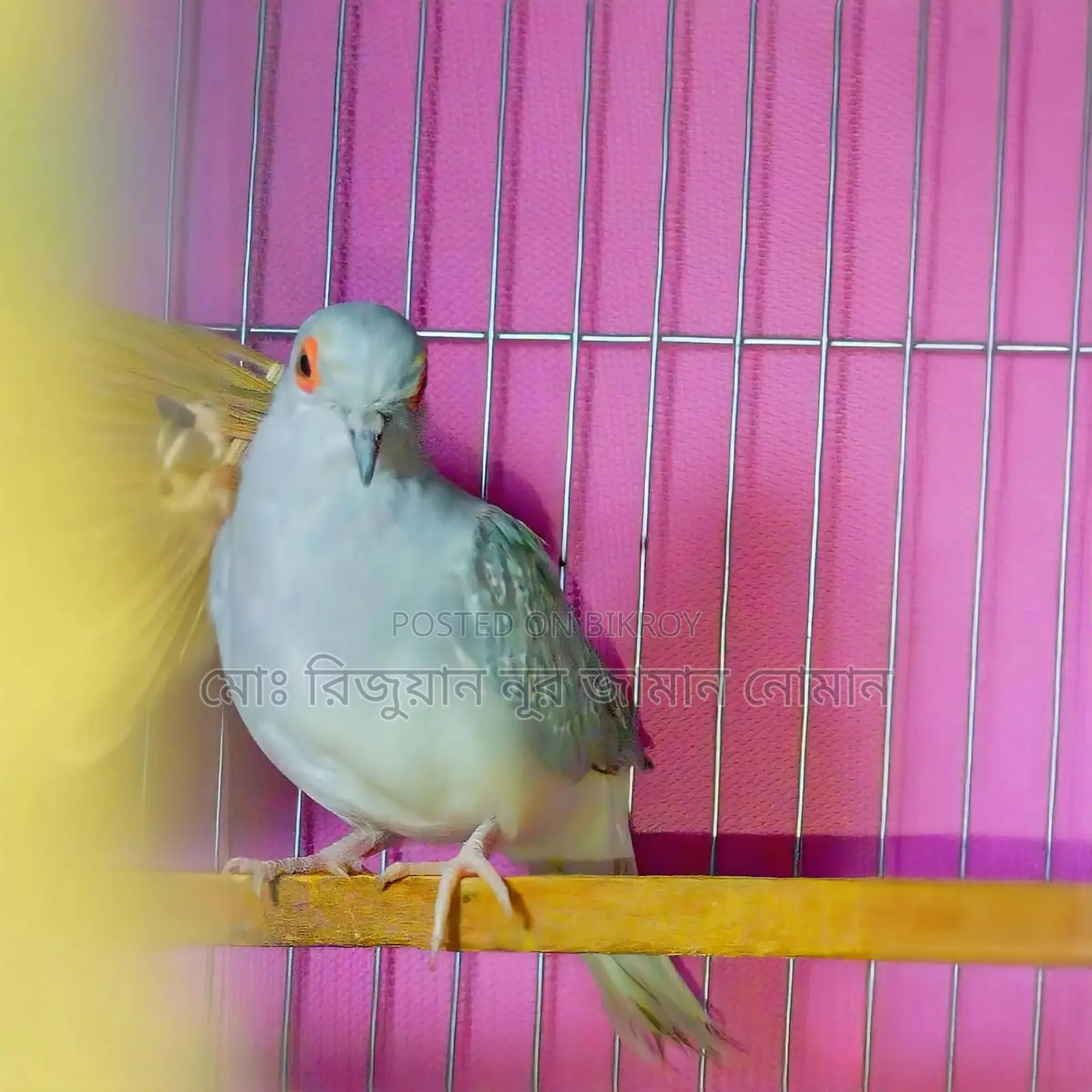 Full Adult Male "Diamond Dove" for Sale. 100% Pure and Healthy