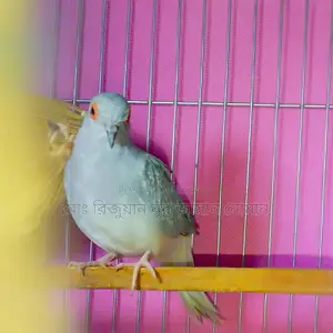Full Adult Male "Diamond Dove" for Sale. 100% Pure and Healthy