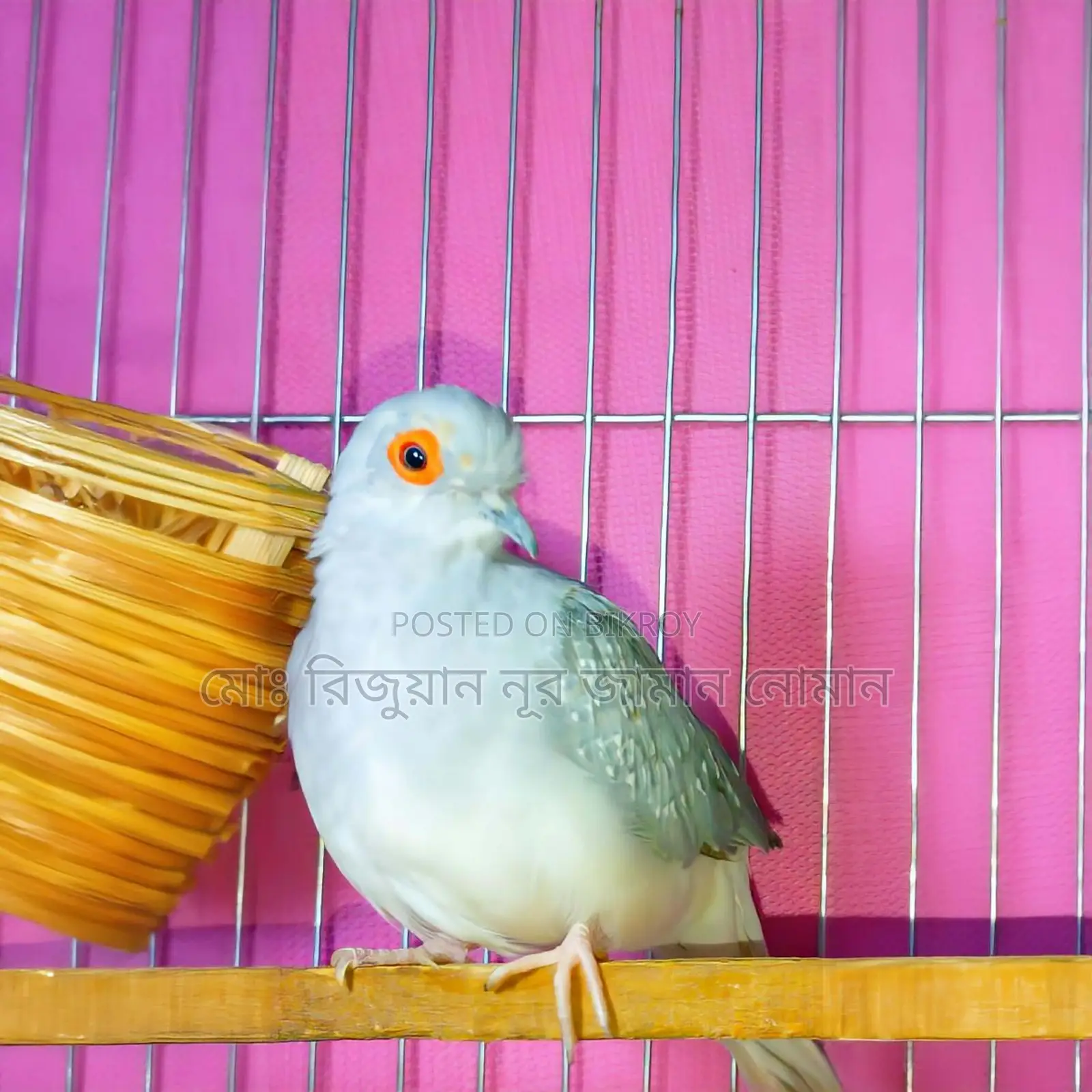 Full Adult Male "Diamond Dove" for Sale. 100% Pure and Healthy