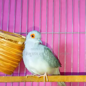 Full Adult Male "Diamond Dove" for Sale. 100% Pure and Healthy