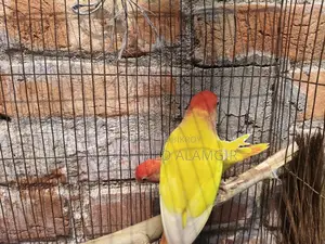 লাভ বার্ড