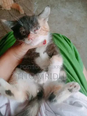পারসিয়ান বিড়াল