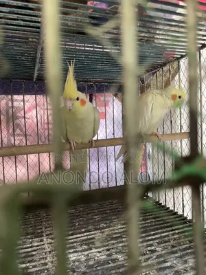 Kokatel Bird