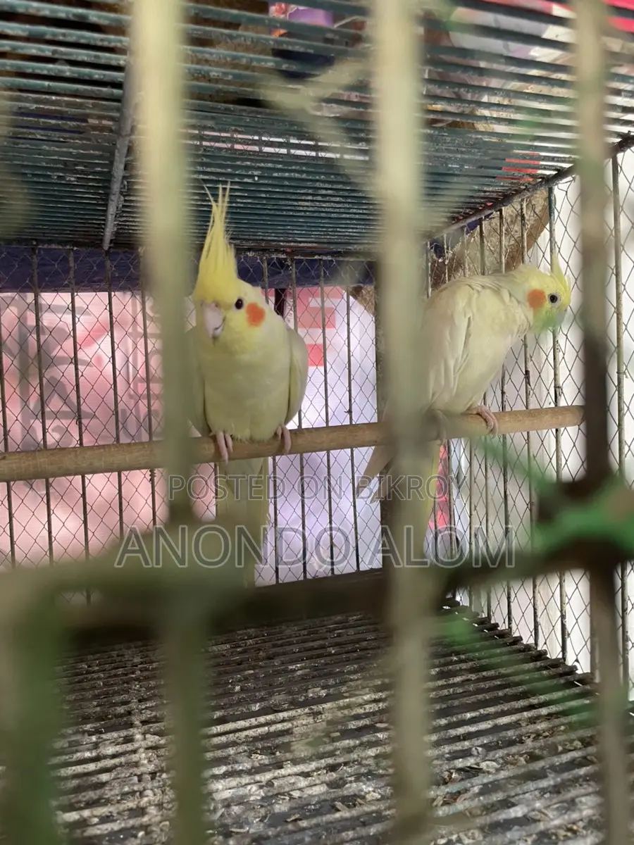 Kokatel Bird