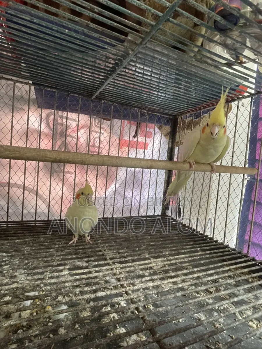 Kokatel Bird