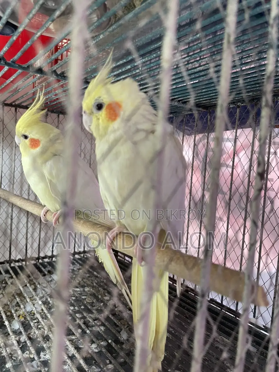 Kokatel Bird