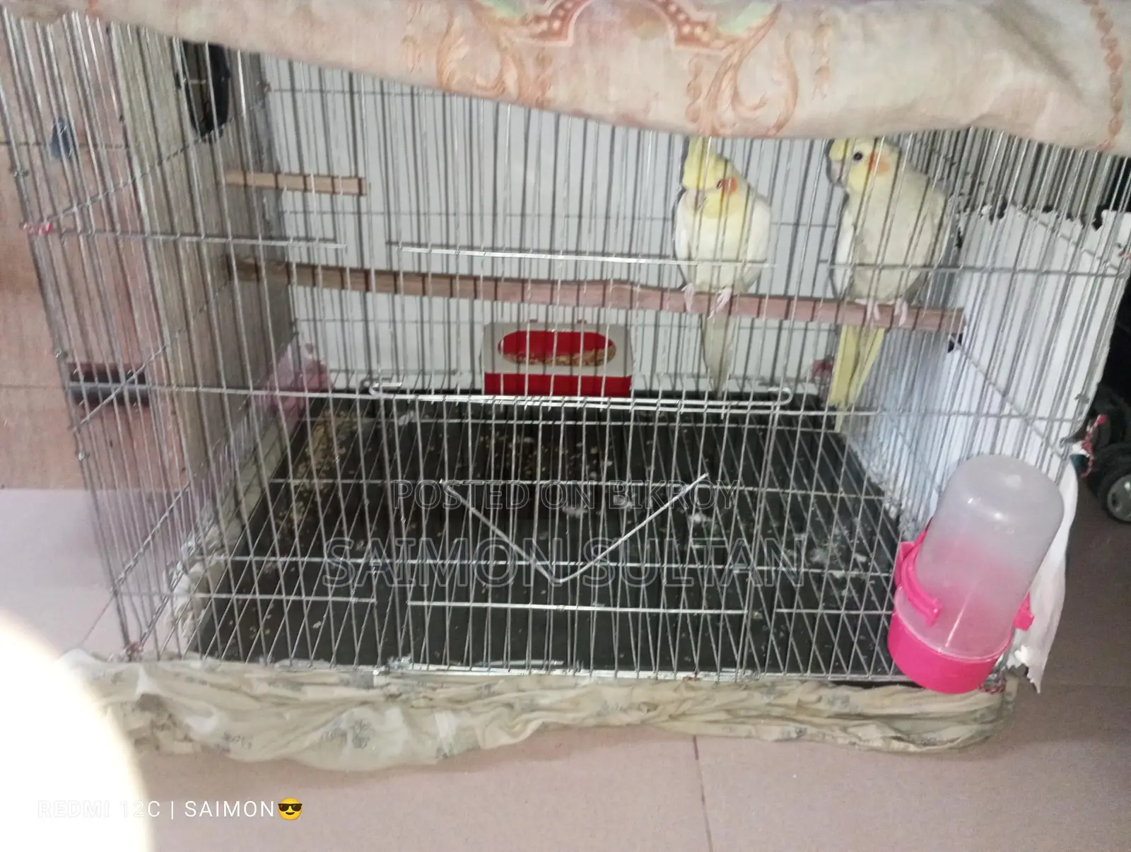 Pair of breeding Cockatiel birds