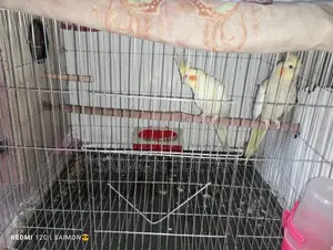 Pair of breeding Cockatiel birds