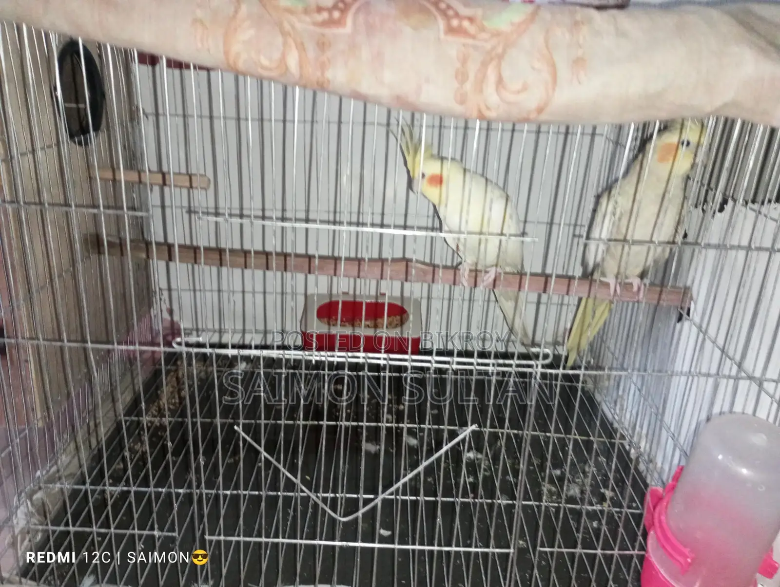 Pair of breeding Cockatiel birds