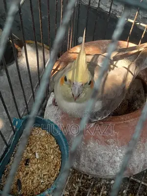 Adult Cockatiel bird.