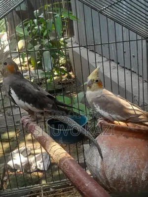 এডাল্ট ককাটেল পাখি।