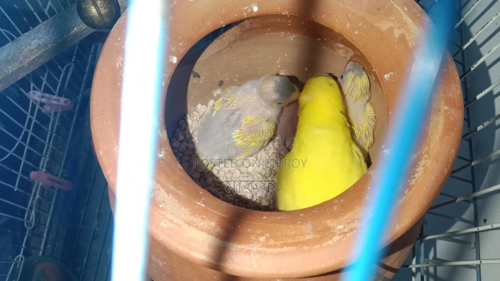 Tame Size Budgie Birds