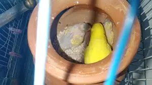 Tame Size Budgie Birds