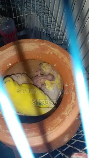 Tame Size Budgie Birds