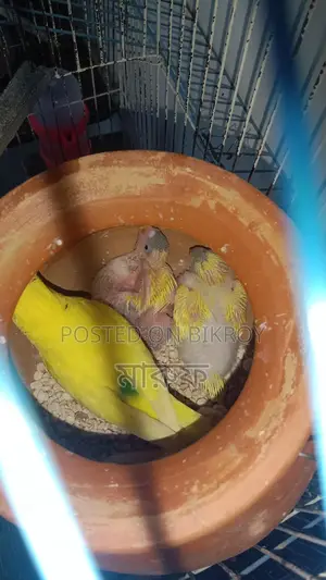 Tame Size Budgie Birds