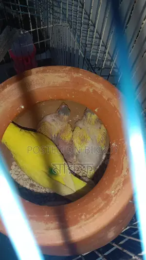 Tame Size Budgie Birds