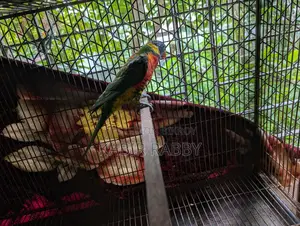 Lori running male