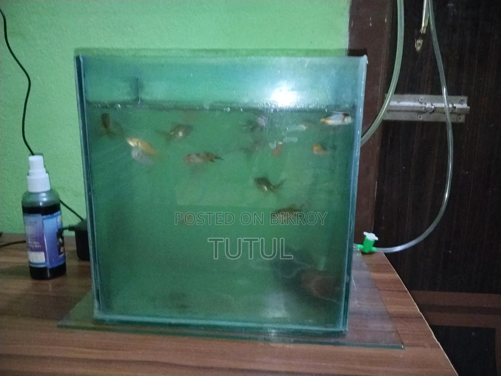 Two Aquariums