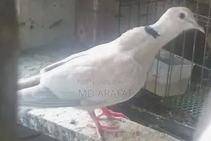 পোষা পাহাড়ি ঘুঘু