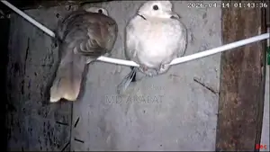 পোষা পাহাড়ি ঘুঘু