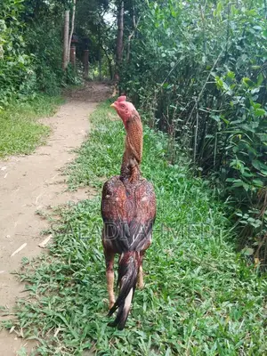 সেরা লিলি মোরগ