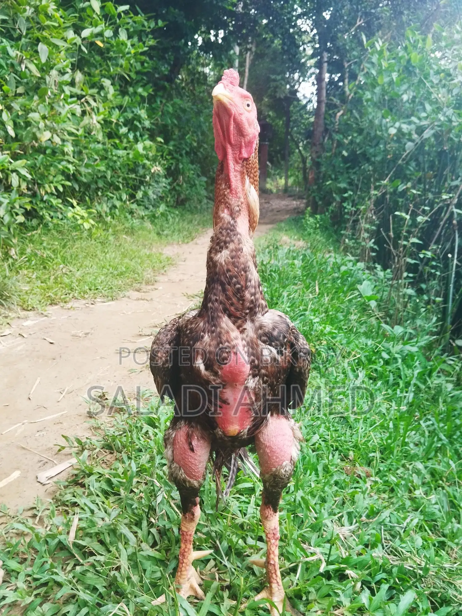 সেরা লিলি মোরগ