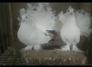 লক্ষা কবুতর