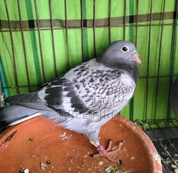 Racer Pigeons