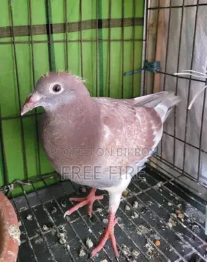 Racer Pigeons