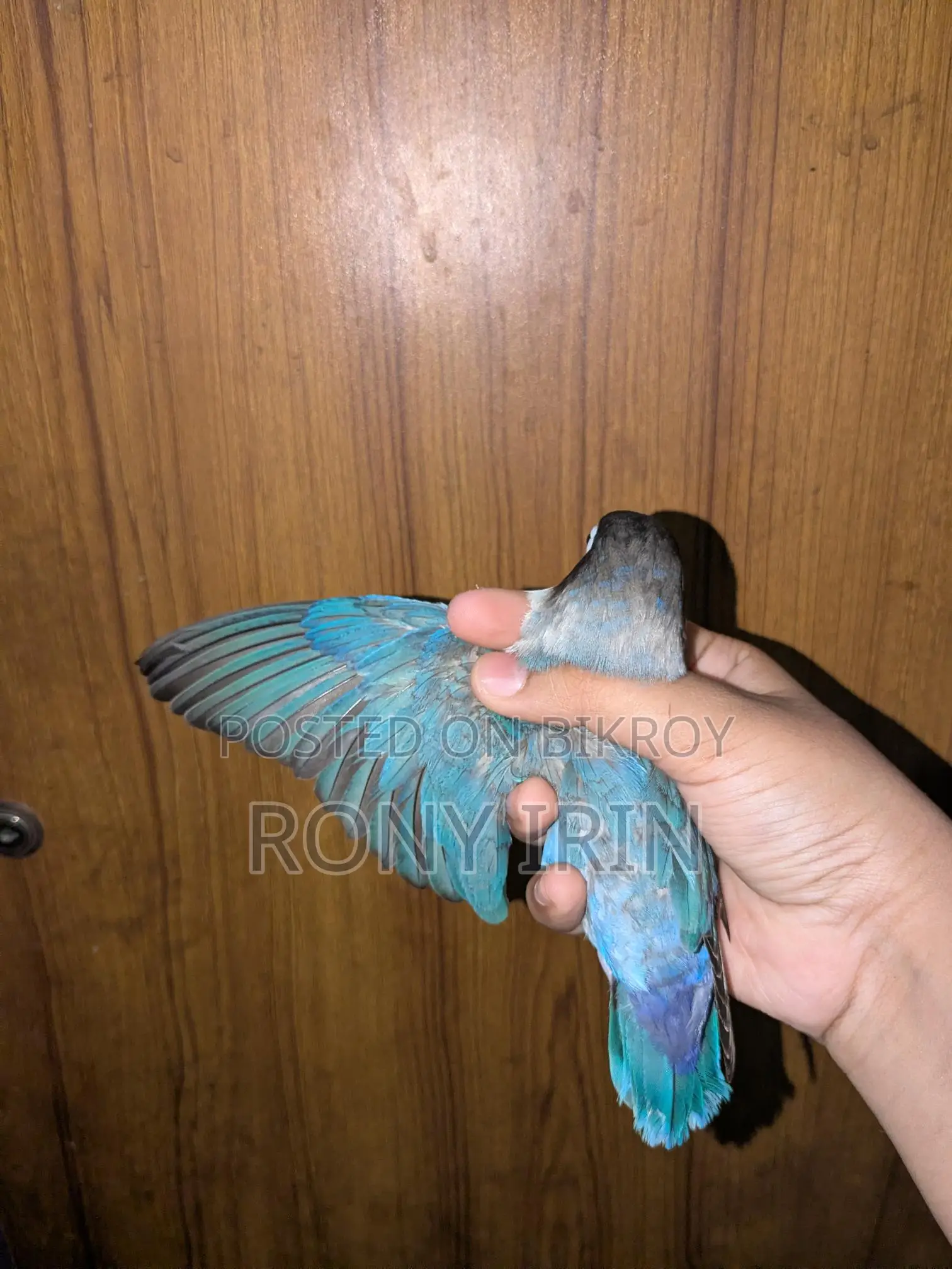 Running Female Love Bird