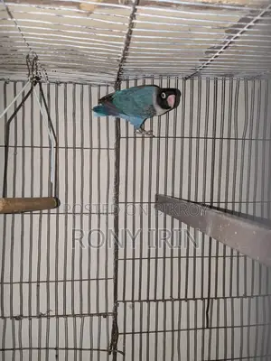 Running Female Love Bird