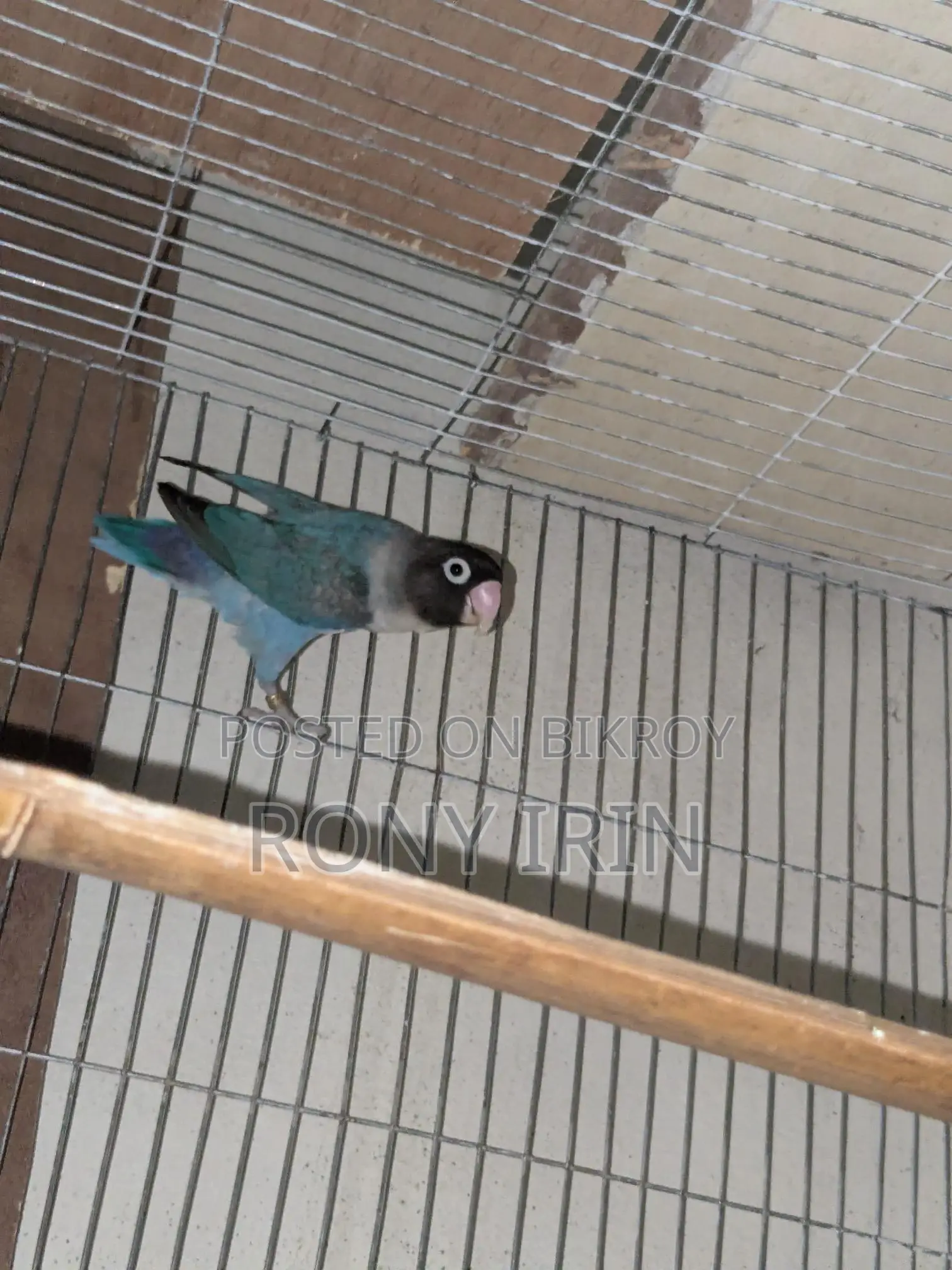 Running Female Love Bird