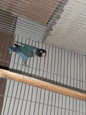 Running Female Love Bird