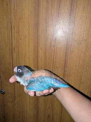 Running Female Love Bird
