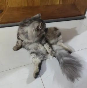 Persian Cat