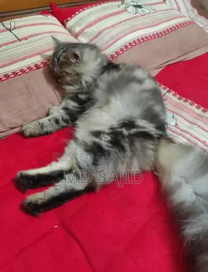 Persian Cat