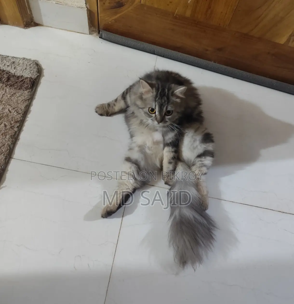 Persian Cat
