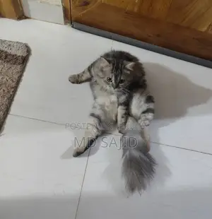Persian Cat