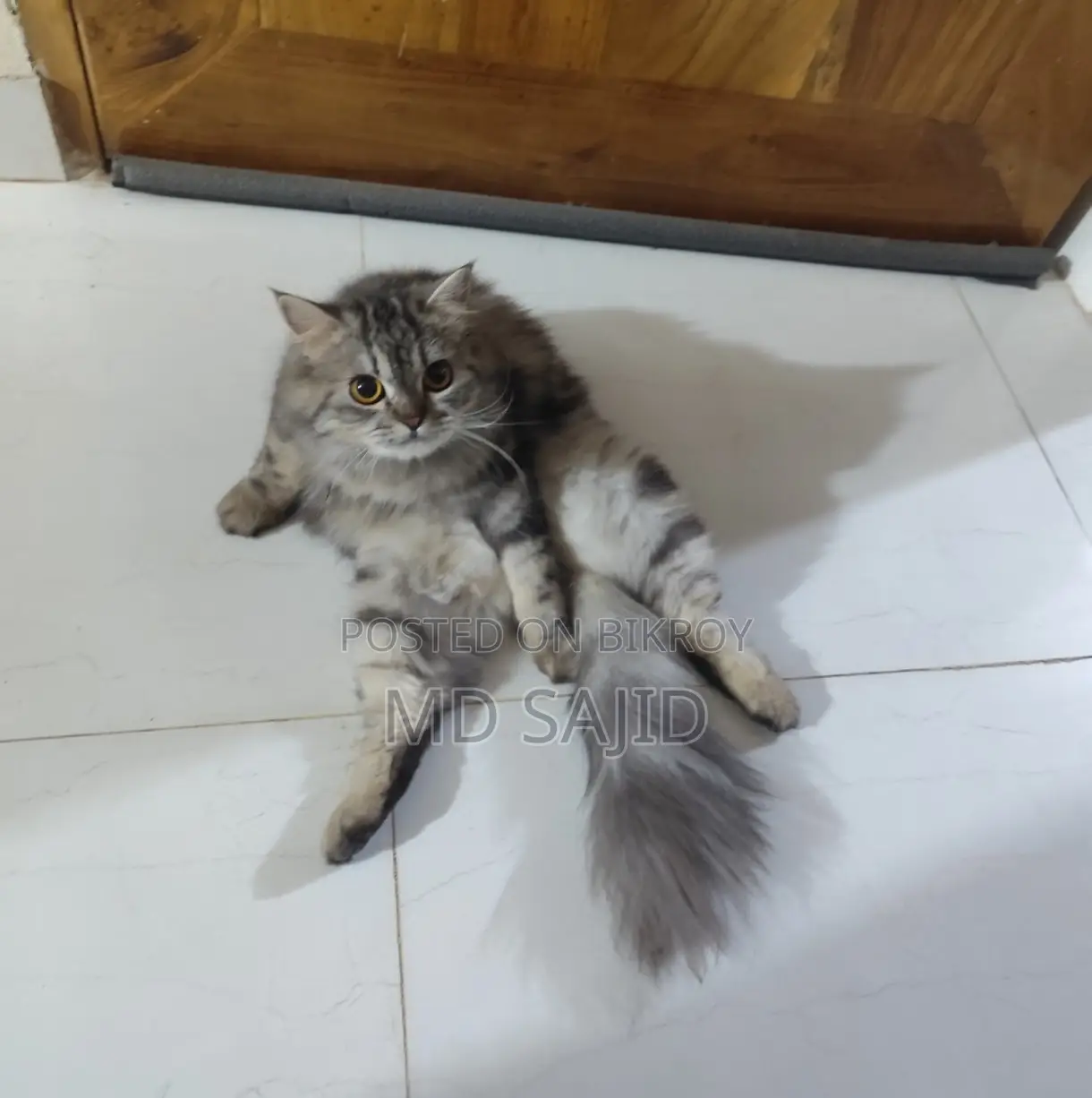 Persian Cat